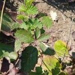 Rubus albiflorus leaf picture by becret lucas (cc-by-sa)