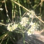 Galium papillosum flower picture by Diego Alex (cc-by-sa)