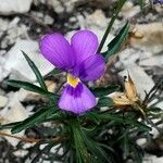 Viola dubyana flower picture by Aurelio Cabri Aurelio Cabri (cc-by-sa)