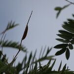 Prosopis africana leaf picture by Maarten Vanhove (cc-by-sa)