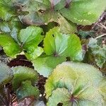 Ligularia dentata leaf picture by Duncan Grieves (cc-by-sa)