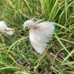 Eriophorum angustifolium flower picture by roberto (cc-by-sa)