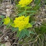 Euphorbia epithymoides habit picture by Michael Andresek (cc-by-sa)