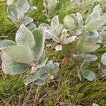 Salix lanata leaf picture by Petra Kristinsdottir (cc-by-sa)