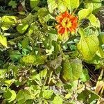 Zinnia haageana habit picture by Trap Hers (cc-by-sa)