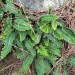 Asplenium ceterach leaf picture by jaume marti gonzalez (cc-by-sa)