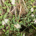 Spiraea decumbens habit picture by Martin Bishop (cc-by-sa)