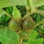 Solanum candidum fruit picture by Tony Perez (cc-by-sa)