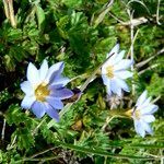 Gentiana sedifolia flower picture by Fabien Anthelme (cc-by-sa)