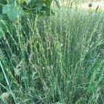 Brachypodium phoenicoides habit picture by bas yves (cc-by-sa)