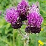 Cirsium rivulare flower picture by Alain Lagrave (cc-by-sa)