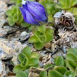 Campanula cenisia leaf picture by Fabien Anthelme (cc-by-sa)