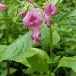 Impatiens glandulifera flower picture by Kristoff Röhrs (cc-by-sa)