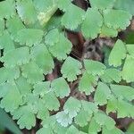 Adiantum lorentzii leaf picture by Trap Hers (cc-by-sa)