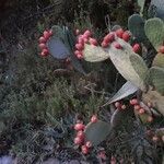 Opuntia ficus-indica habit picture by Adán Adán (cc-by-sa)