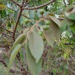 Grewia trichocarpa fruit picture by Susan Brown (cc-by-sa)