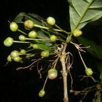 Aegiphila costaricensis fruit picture by Nelson Zamora Villalobos (cc-by-nc)