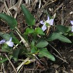 Viola lactea habit picture by claire Felloni (cc-by-sa)