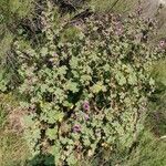 Malva arborea habit picture by Jean-René Girardeau (cc-by-sa)