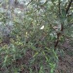 Cistus laurifolius habit picture by Martinez Manuel (cc-by-sa)