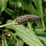 Plantago argentea flower picture by Jean-Louis C. (cc-by-sa)