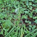 Ornithogalum pyrenaicum habit picture by Yoan MARTIN (cc-by-sa)