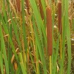 Typha domingensis flower picture by pascal thomine (cc-by-sa)