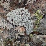 Saxifraga aretioides habit picture by Yoan MARTIN (cc-by-sa)