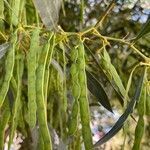 Acacia saligna fruit picture by Fregenal Mary Lola (cc-by-sa)