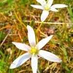 Ornithogalum gussonei flower picture by Barbieri Daniele (cc-by-sa)