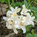 Rhododendron occidentale flower picture by Kyle Ricio (cc-by-sa)