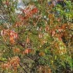 Pterolobium stellatum habit picture by susan brown (cc-by-sa)