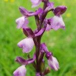 Anacamptis morio flower picture by heatherstanley (cc-by-sa)