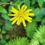 Hieracium murorum flower picture by luciano (cc-by-sa)