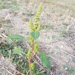 Amaranthus hybridus fruit picture by Arnaud (cc-by-sa)