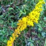 Solidago chilensis flower picture by JP Corrêa Carvalho (cc-by-sa)