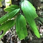 Maianthemum racemosum leaf picture by Jack Gilbert (cc-by-sa)