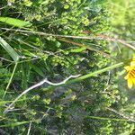 Gazania krebsiana leaf picture by Maarten Vanhove (cc-by-sa)