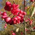 Euonymus europaeus flower picture by Jf Gérard (cc-by-sa)