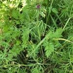 Geranium dissectum habit picture by bernard fabier (cc-by-sa)