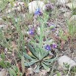 Anchusa azurea habit picture by 23 maxxx (cc-by-sa)