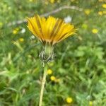 Sonchus maritimus flower picture by Francois Mansour (cc-by-sa)