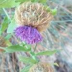 Centaurea pectinata flower picture by did_21 (cc-by-sa)