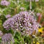 Allium nigrum flower picture by Oleg Kalachov (cc-by-sa)