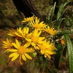 Senecio cinerarioides flower picture by Fabien Anthelme (cc-by-sa)