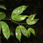 Cynometra retusa leaf picture by Nelson Zamora Villalobos (cc-by-nc)