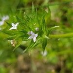 Sherardia arvensis flower picture by Nicolas Lagarrigue (cc-by-sa)