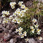 Saxifraga intricata flower picture by Christian BORDENAVE (cc-by-sa)