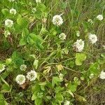 Trifolium nigrescens habit picture by Flozinha (cc-by-sa)