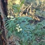 Acacia terminalis leaf picture by Troy Pentecost (cc-by-sa)